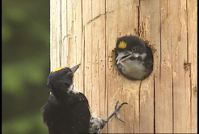 Black-backed Woodpecker - ML451403