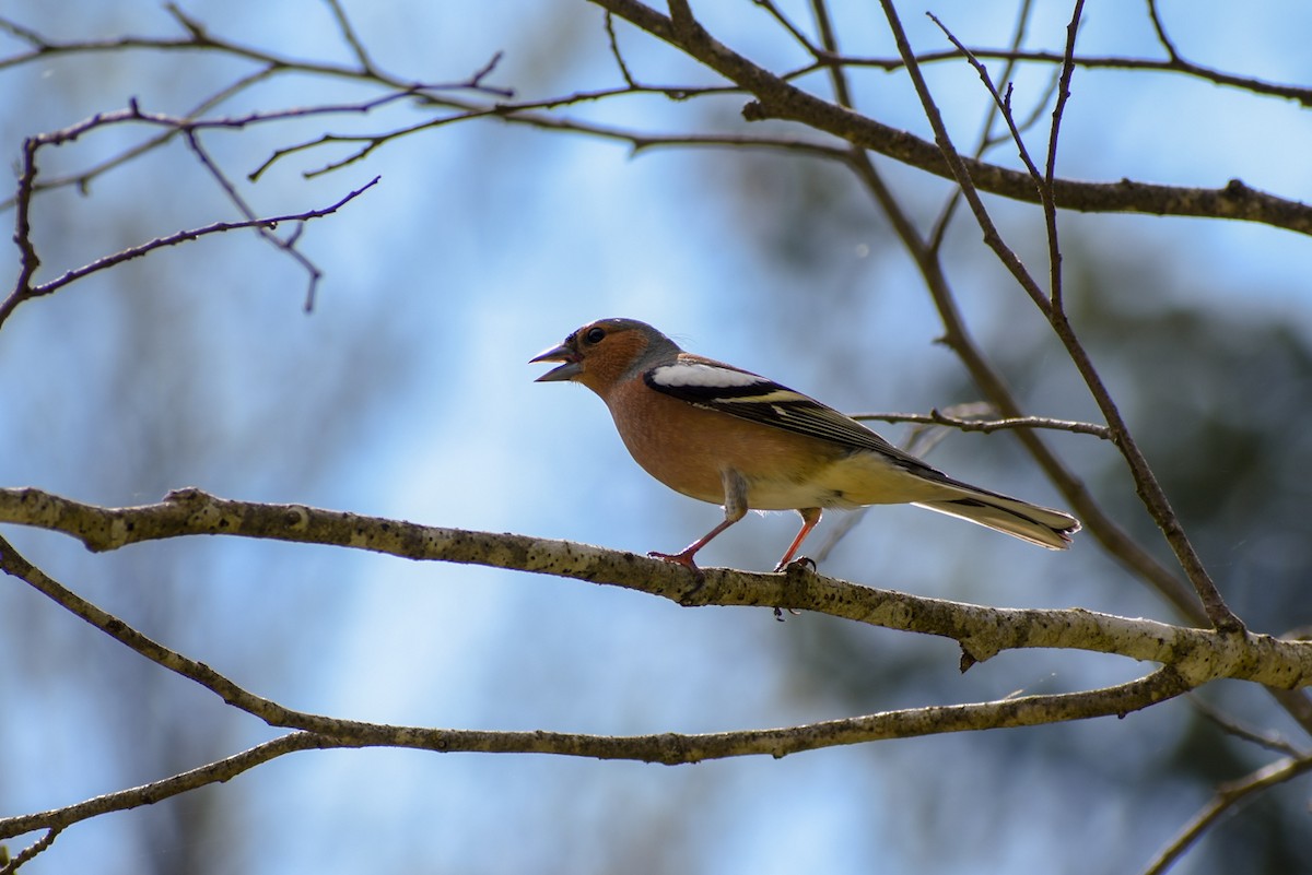 Common Chaffinch - ML451403541