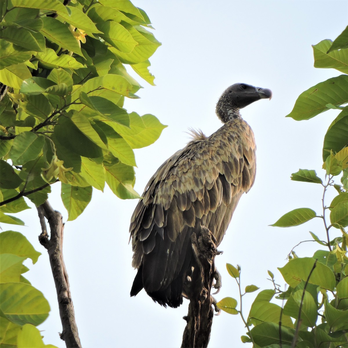 Indian Vulture - ML451405481