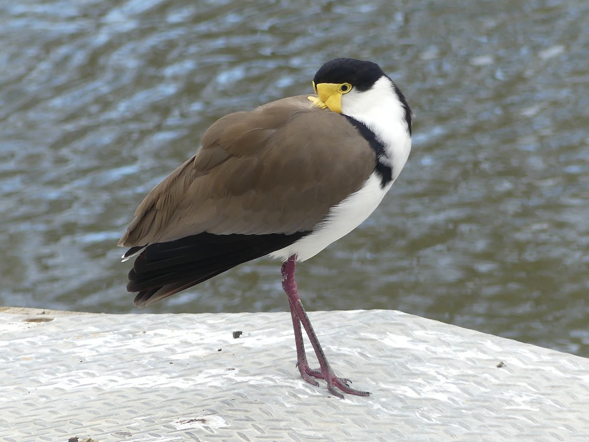 Masked Lapwing - Ethan A