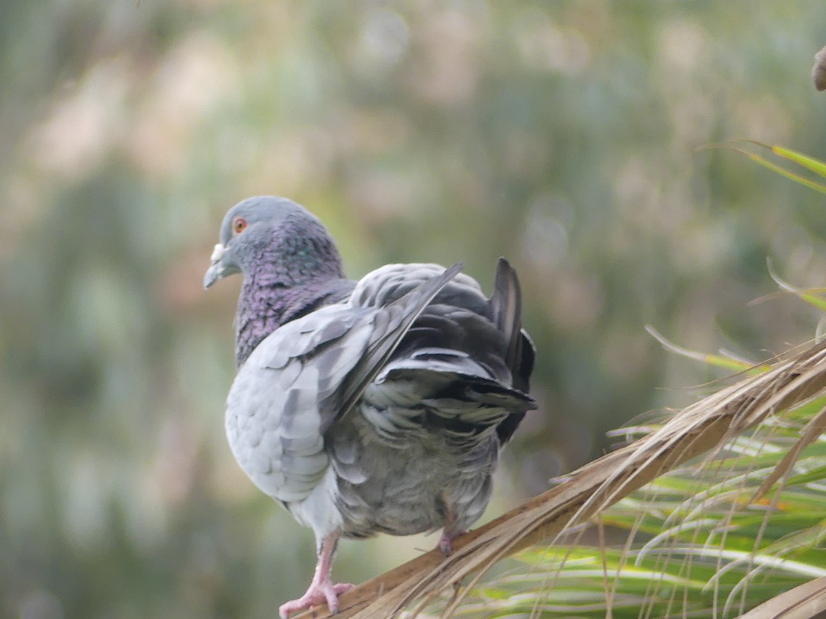 Rock Pigeon (Feral Pigeon) - Ethan A