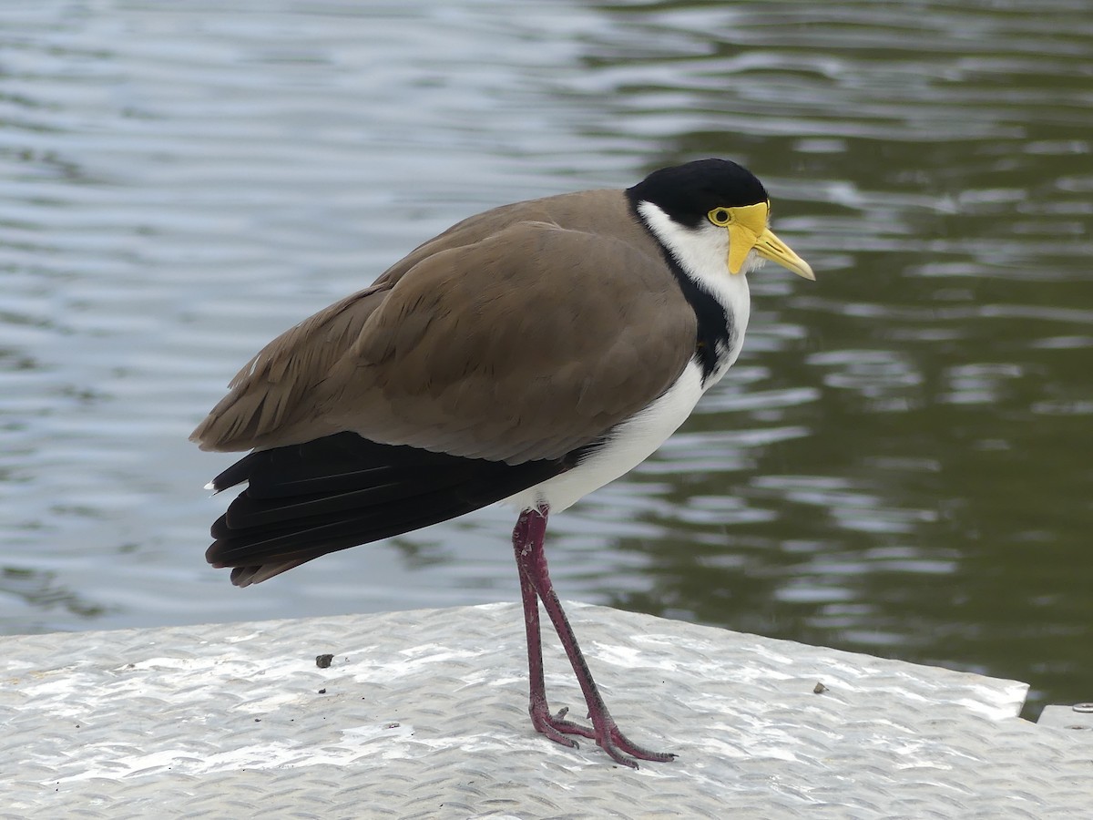 Masked Lapwing - Ethan A