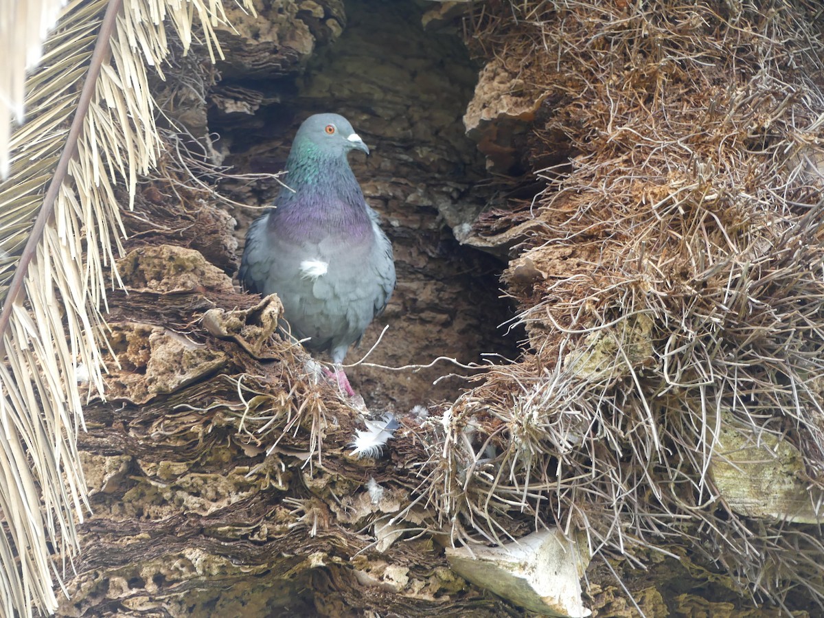 Rock Pigeon (Feral Pigeon) - Ethan A