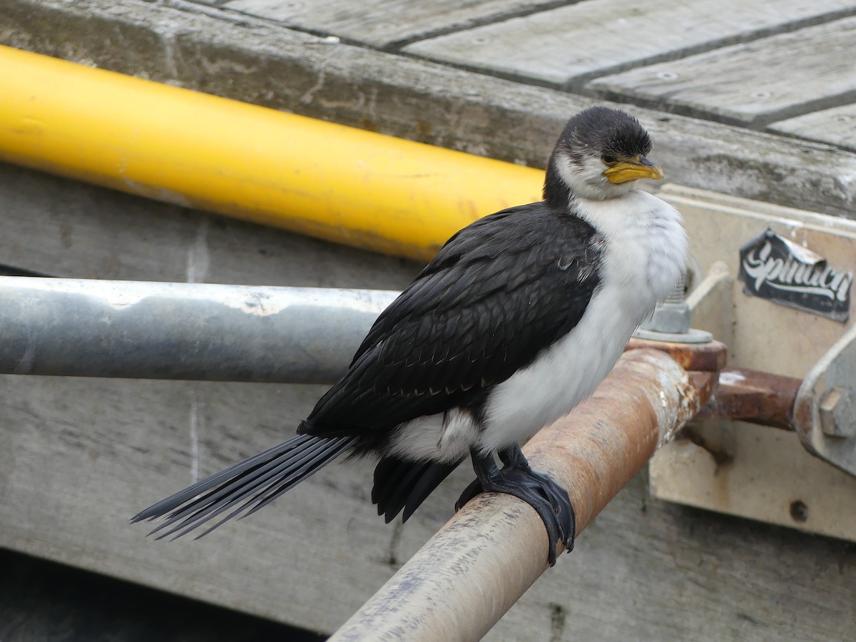 Little Pied Cormorant - ML451405721