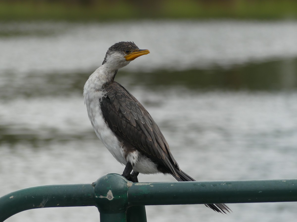 Little Pied Cormorant - Ethan A