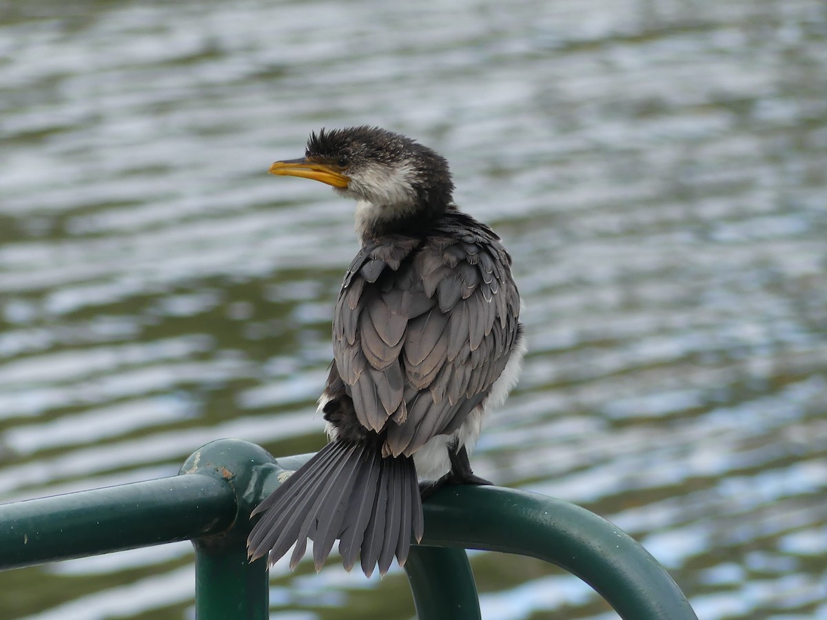 Little Pied Cormorant - Ethan A