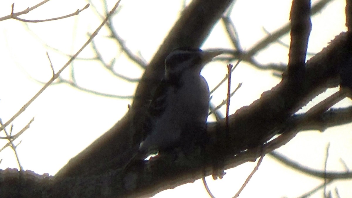 Hairy Woodpecker - ML45140611