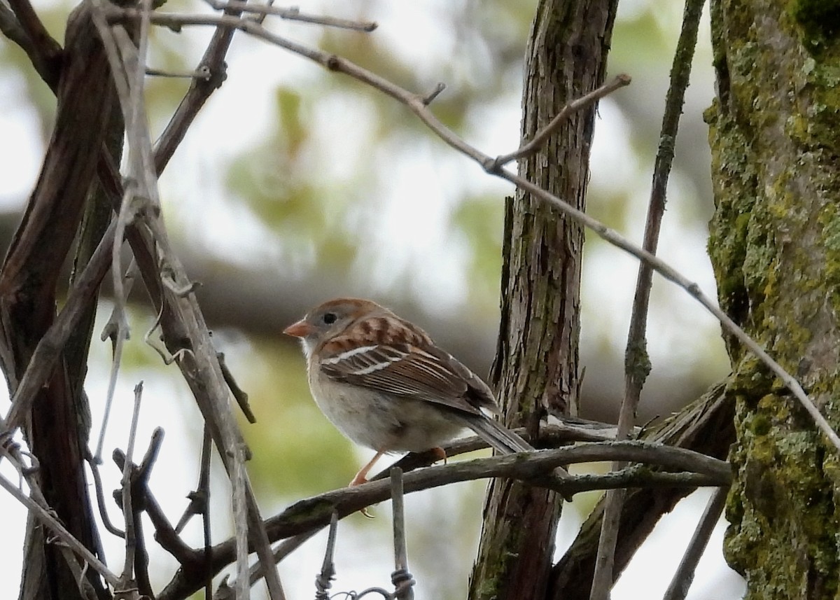 Field Sparrow - ML451409591