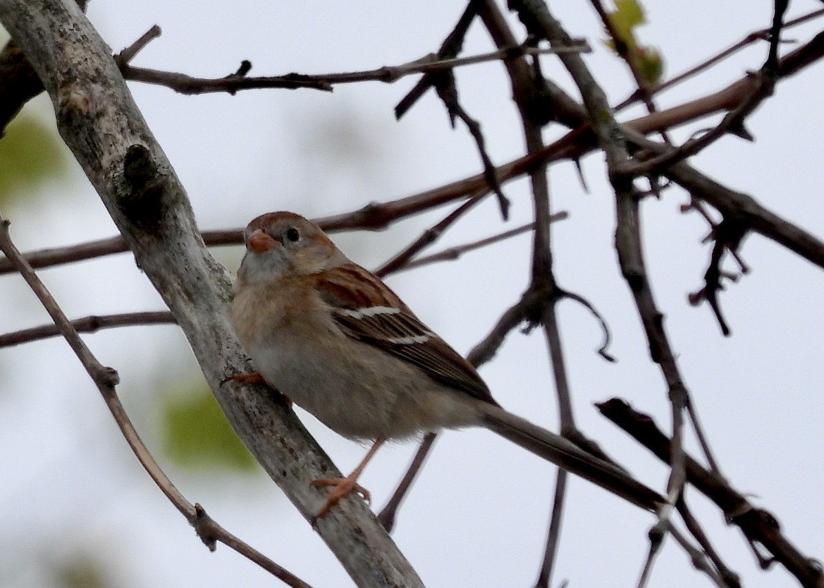 Field Sparrow - ML451409621