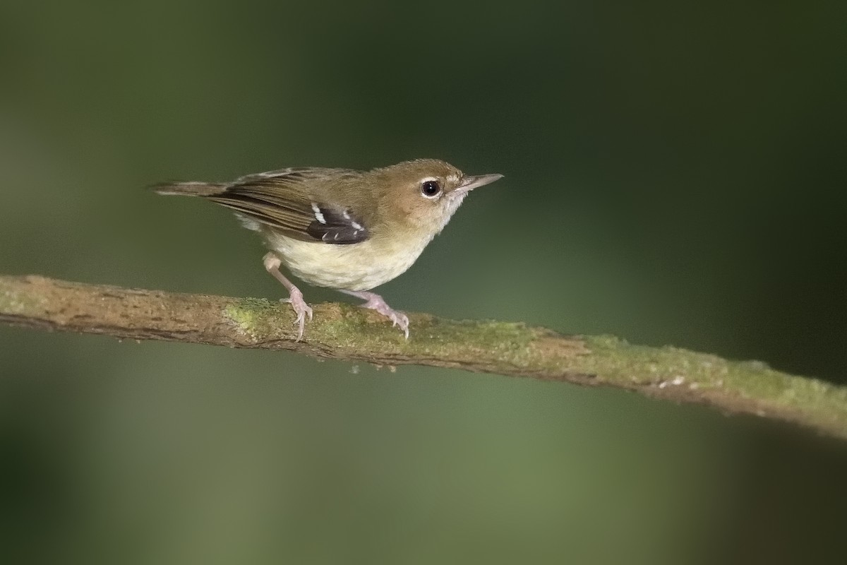 Tropical Scrubwren - Paul Maury