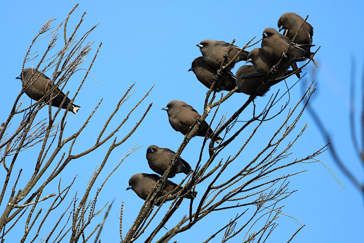 Dusky Woodswallow - ML451412311