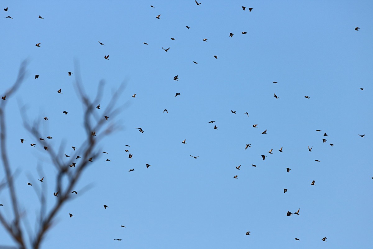 Dusky Woodswallow - ML451412511