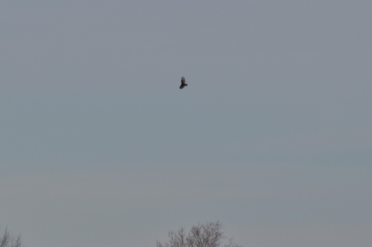 Turkey Vulture - ML45141461