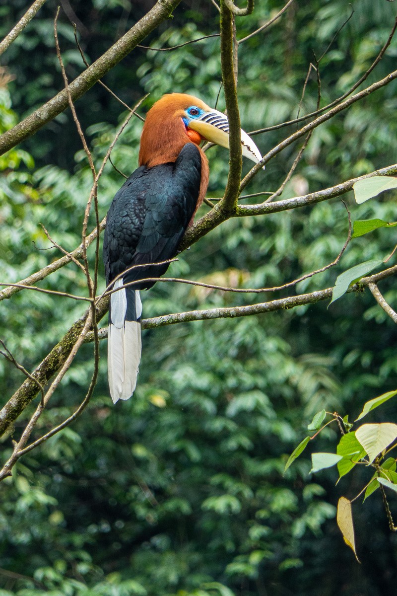 Rufous-necked Hornbill - Mike Prince
