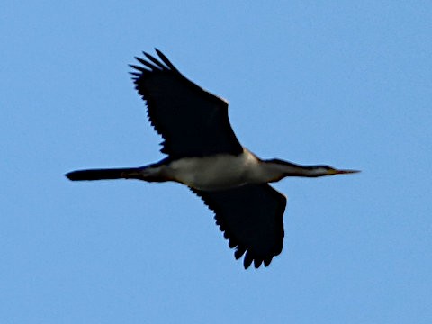 Anhinga d'Australie - ML451415831