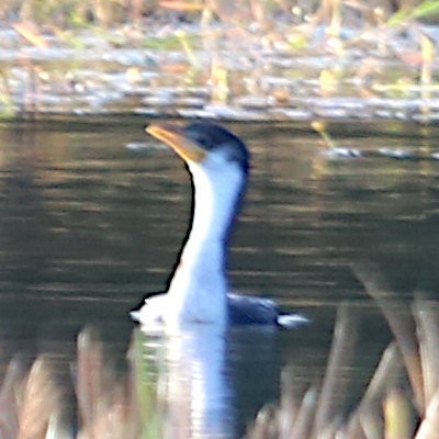 Little Pied Cormorant - ML451415851