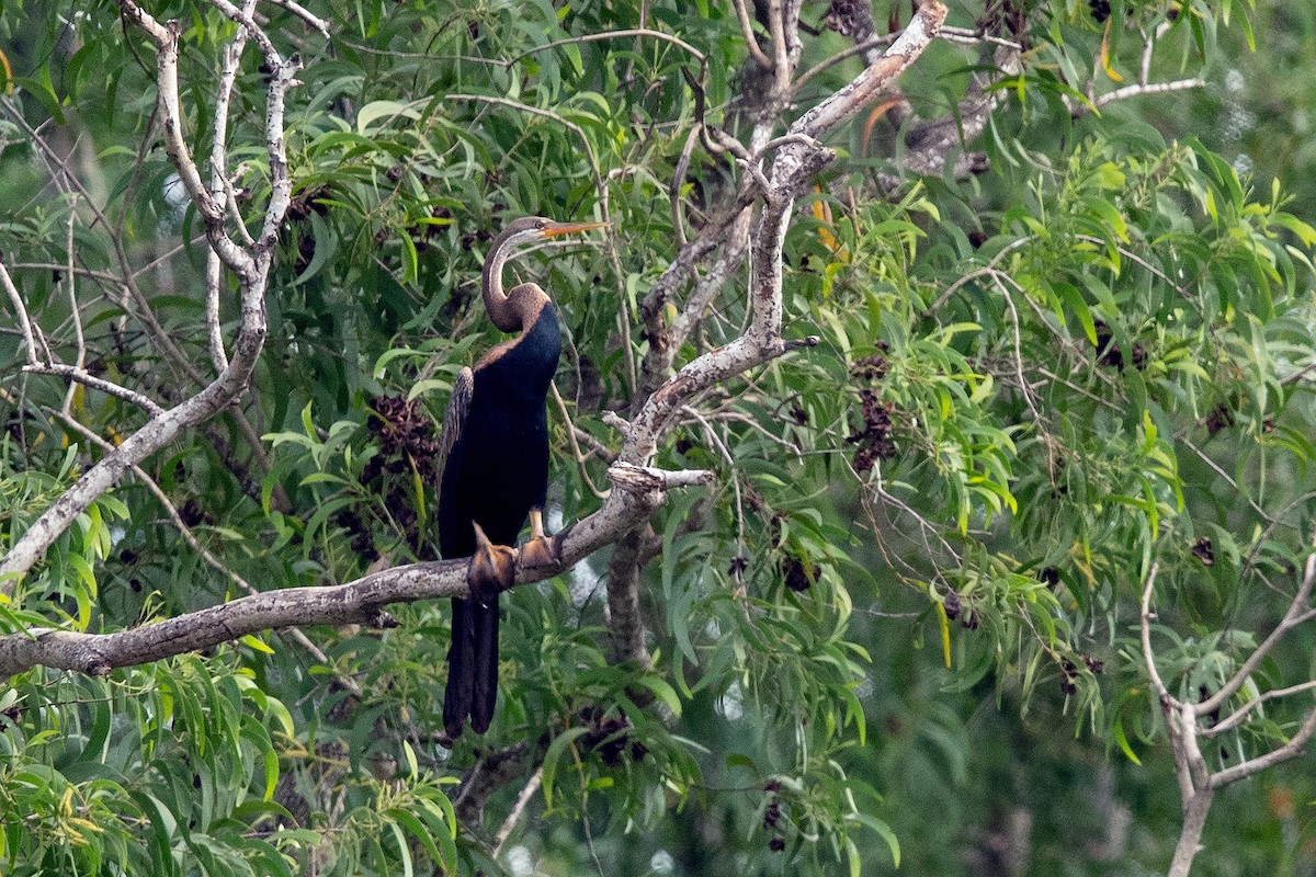 anhinga indomalajská - ML451416381