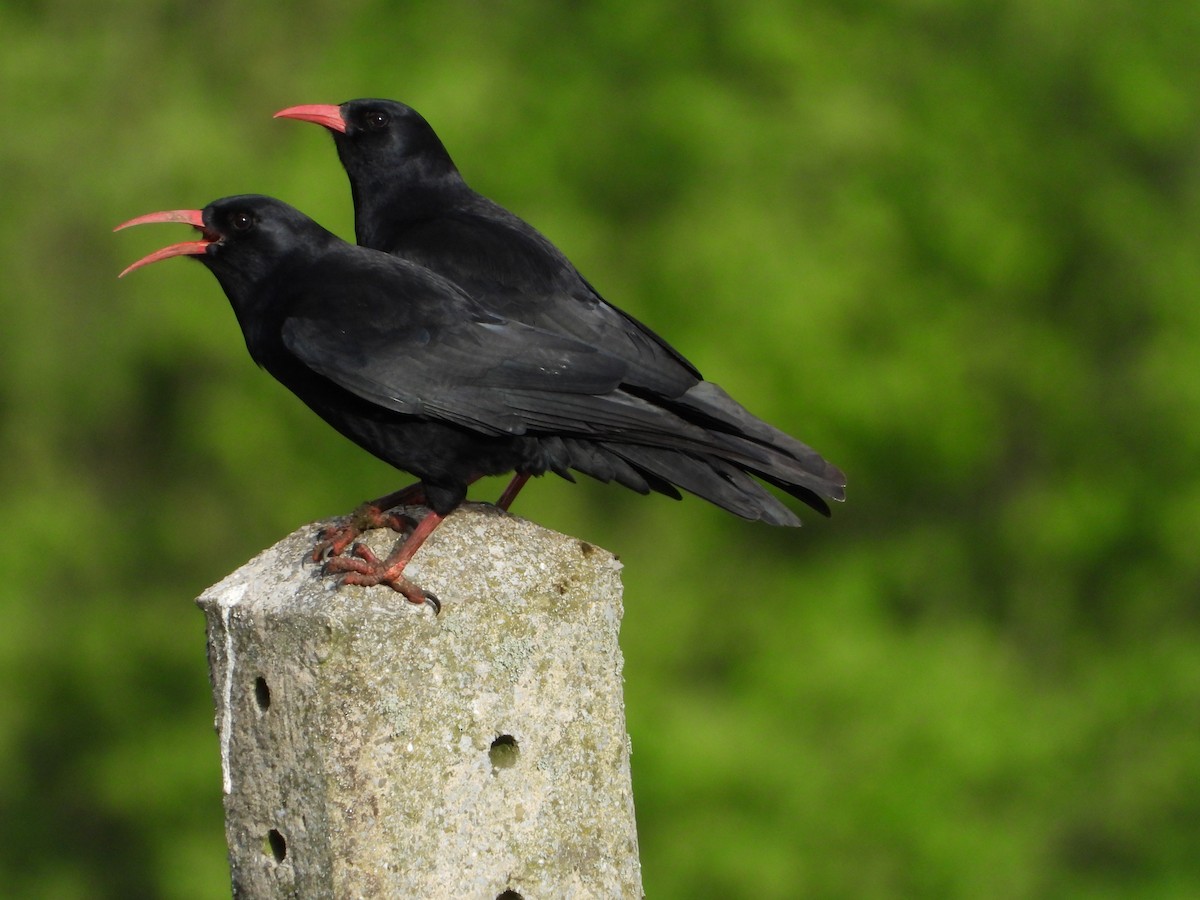 Red-billed Chough - Jon Iratzagorria Garay