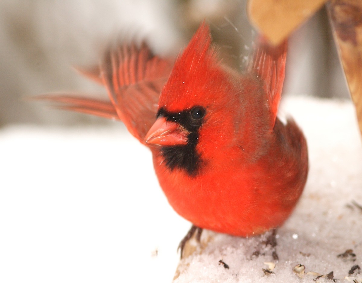 Cardinal rouge - ML45141811