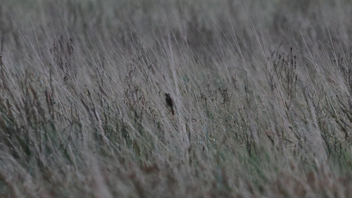 Aquatic Warbler - ML451419251