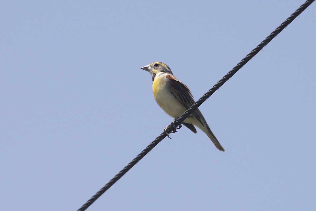 Dickcissel - ML451419721