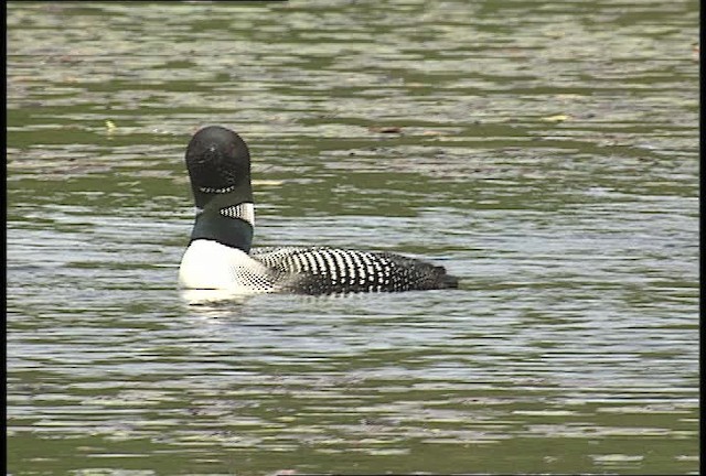 Common Loon - ML451420