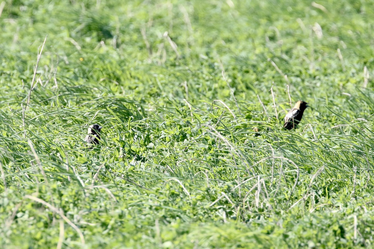 Bobolink - ML451420001