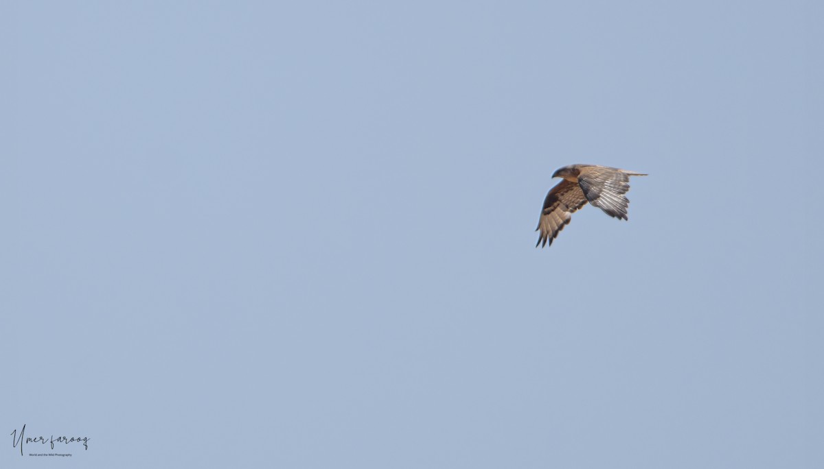 Long-legged Buzzard - ML451420031