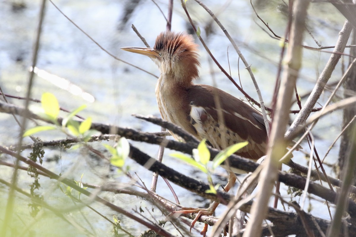 Least Bittern - ML451420171