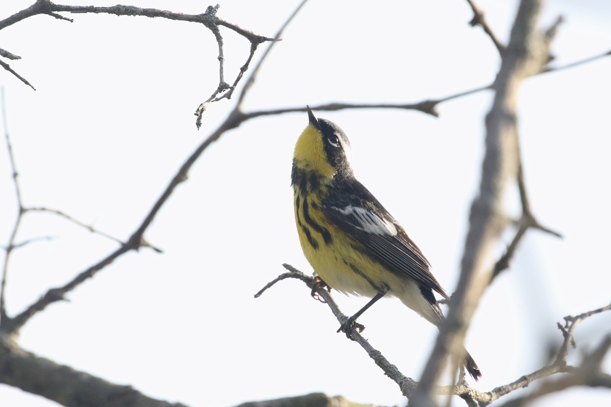 Magnolia Warbler - ML451420261