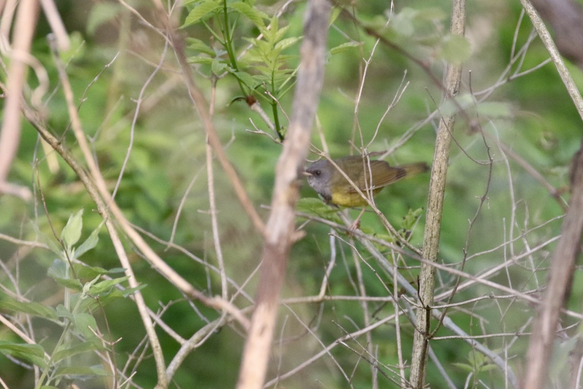 Mourning Warbler - ML451420371