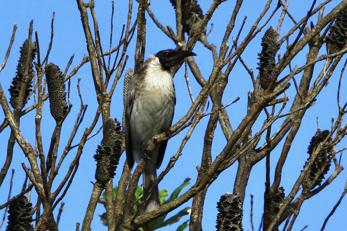 Noisy Friarbird - Pauline and Ray Priest