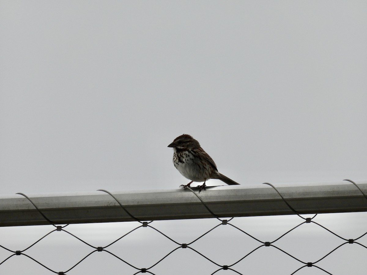 Song Sparrow - ML451421321