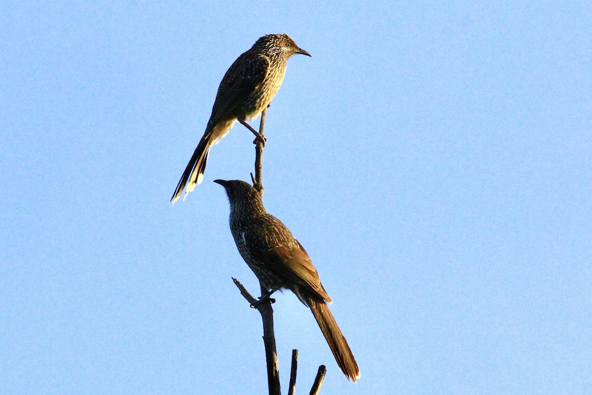 Little Wattlebird - ML451421691