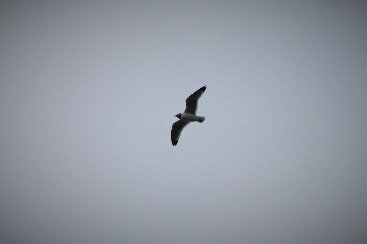 Franklin's Gull - ML451421781