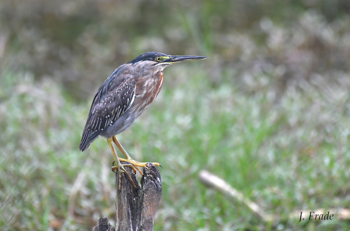 Striated Heron - ML451422531