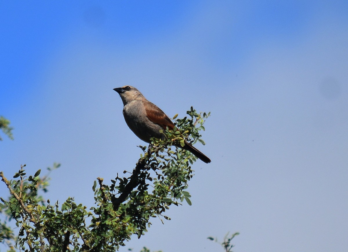 クリバネコウウチョウ - ML451422671