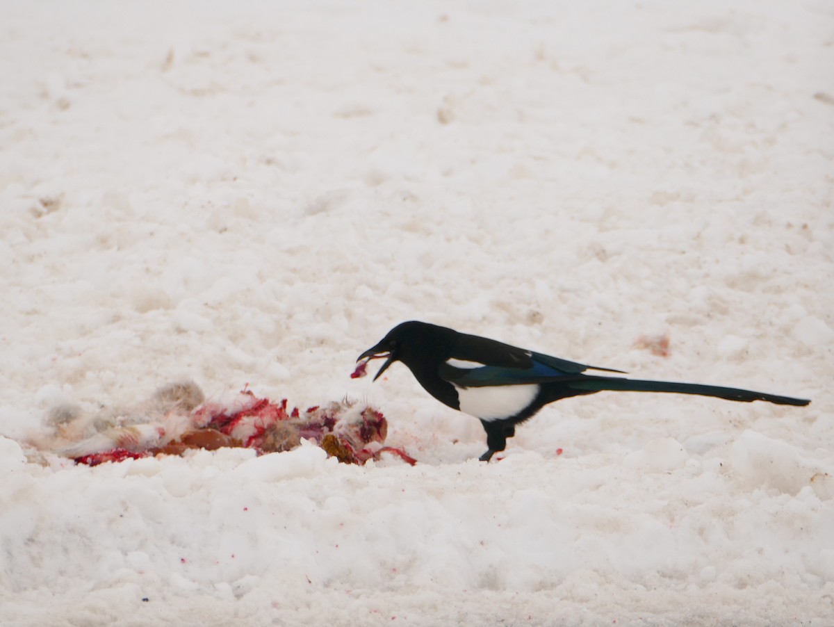 Black-billed Magpie - ML45142331