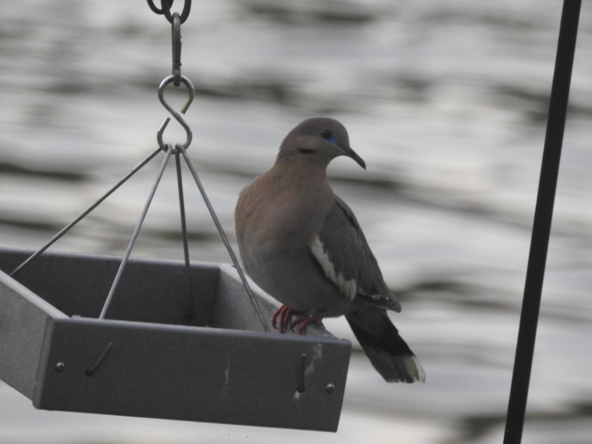 White-winged Dove - ML451423661