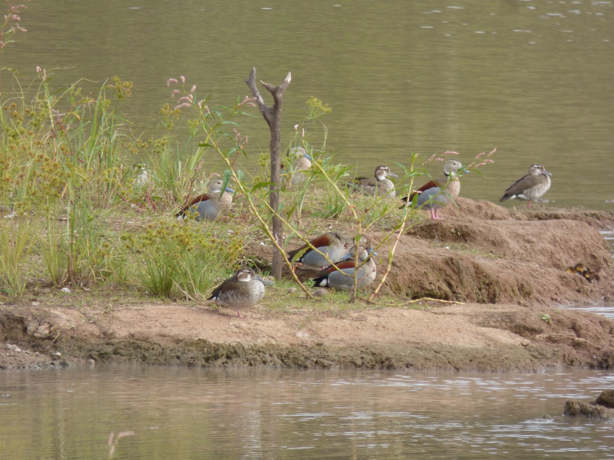 Ringed Teal - Pablo Hernan Capovilla