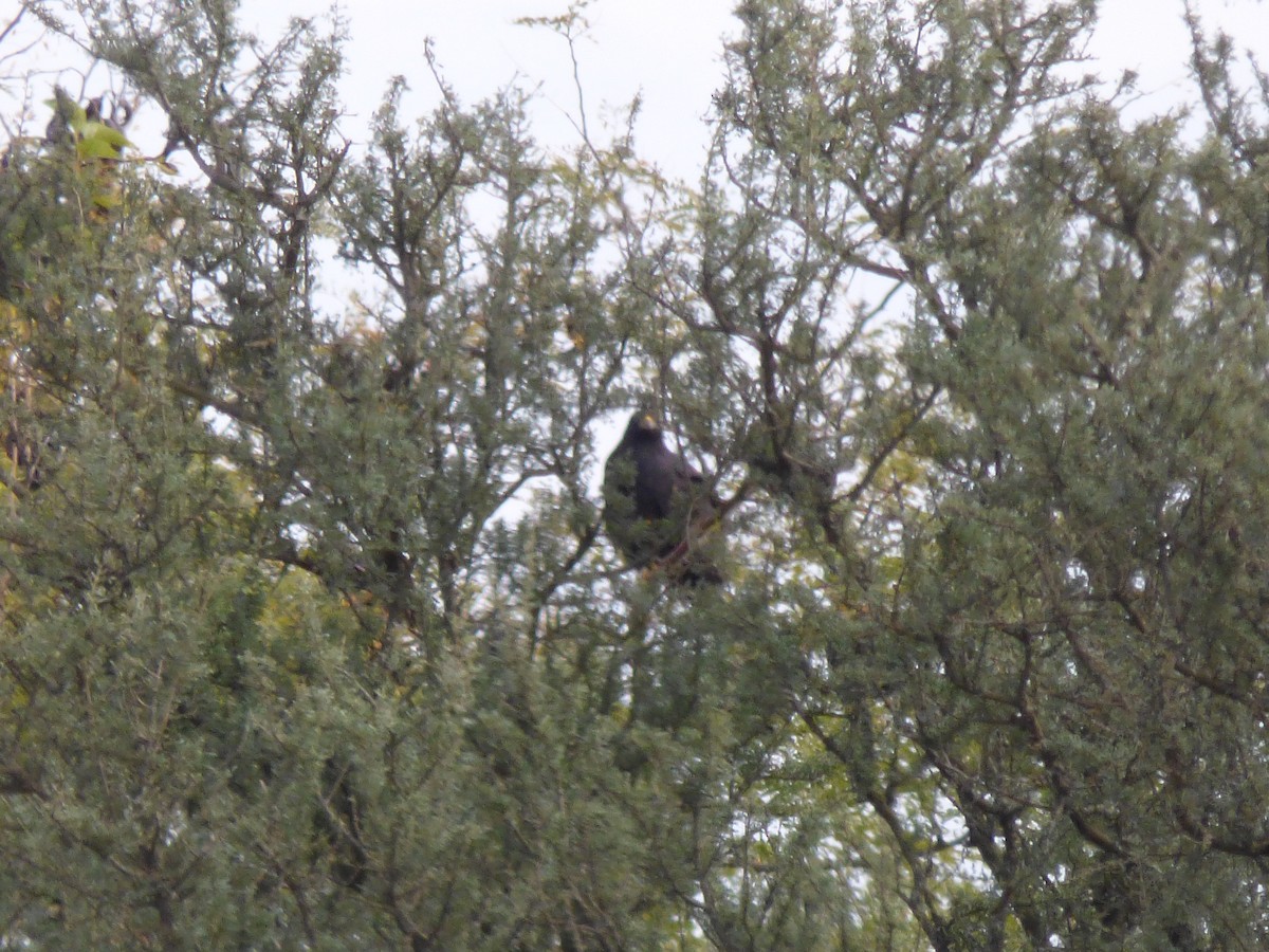 Busardo Urubitinga - ML451423801