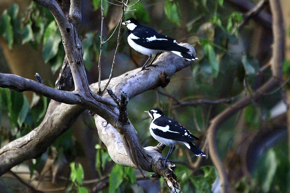 Magpie-lark - Pauline and Ray Priest