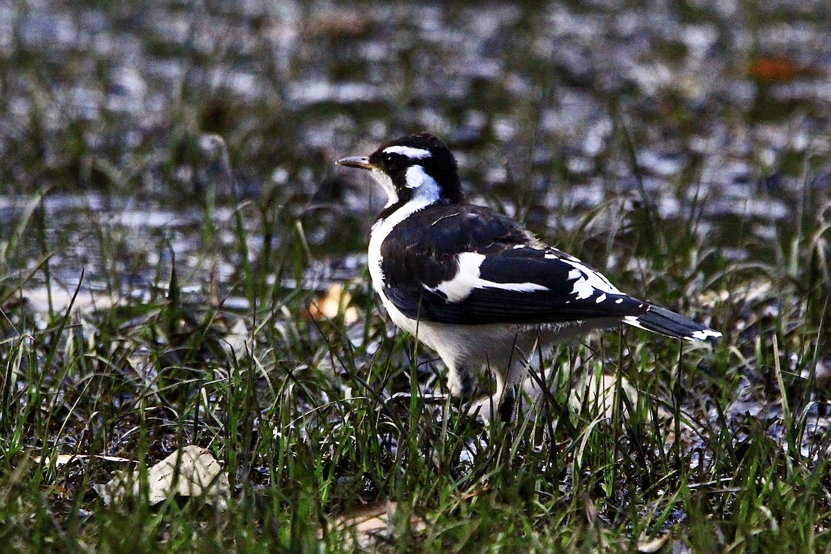 Magpie-lark - Pauline and Ray Priest