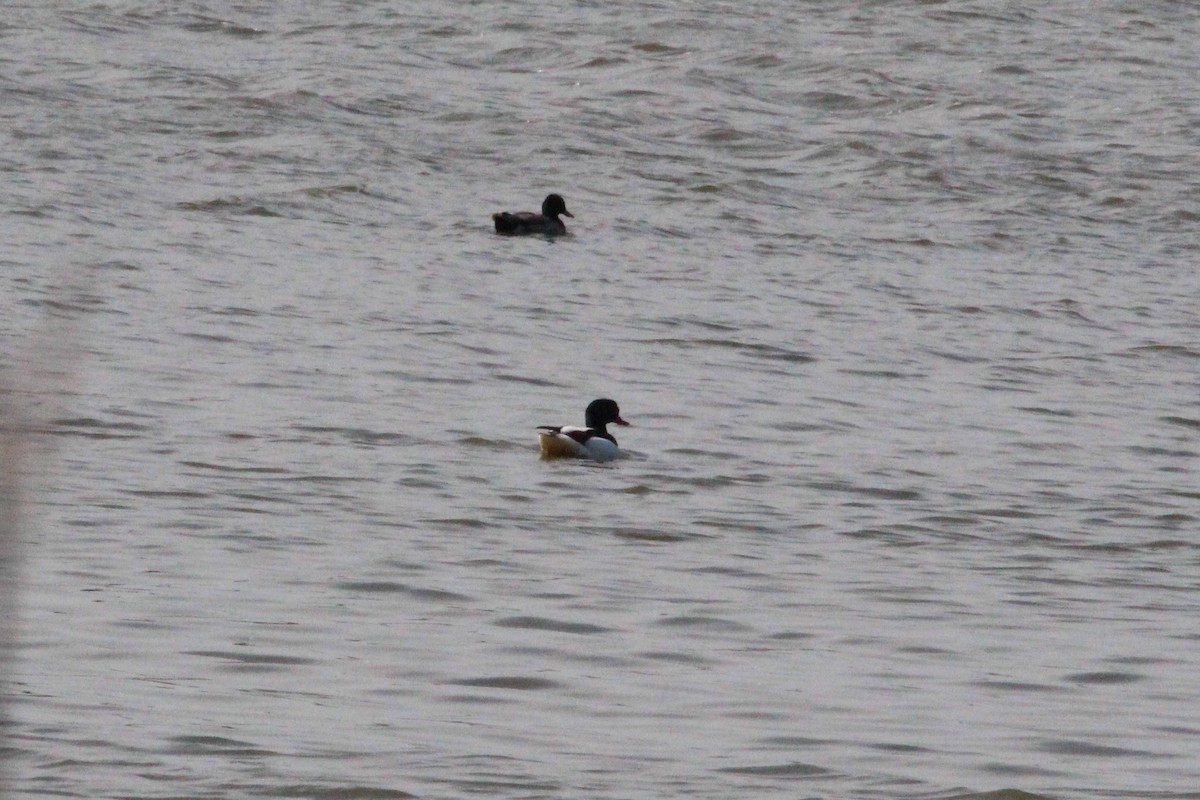 Common Shelduck - ML451425221