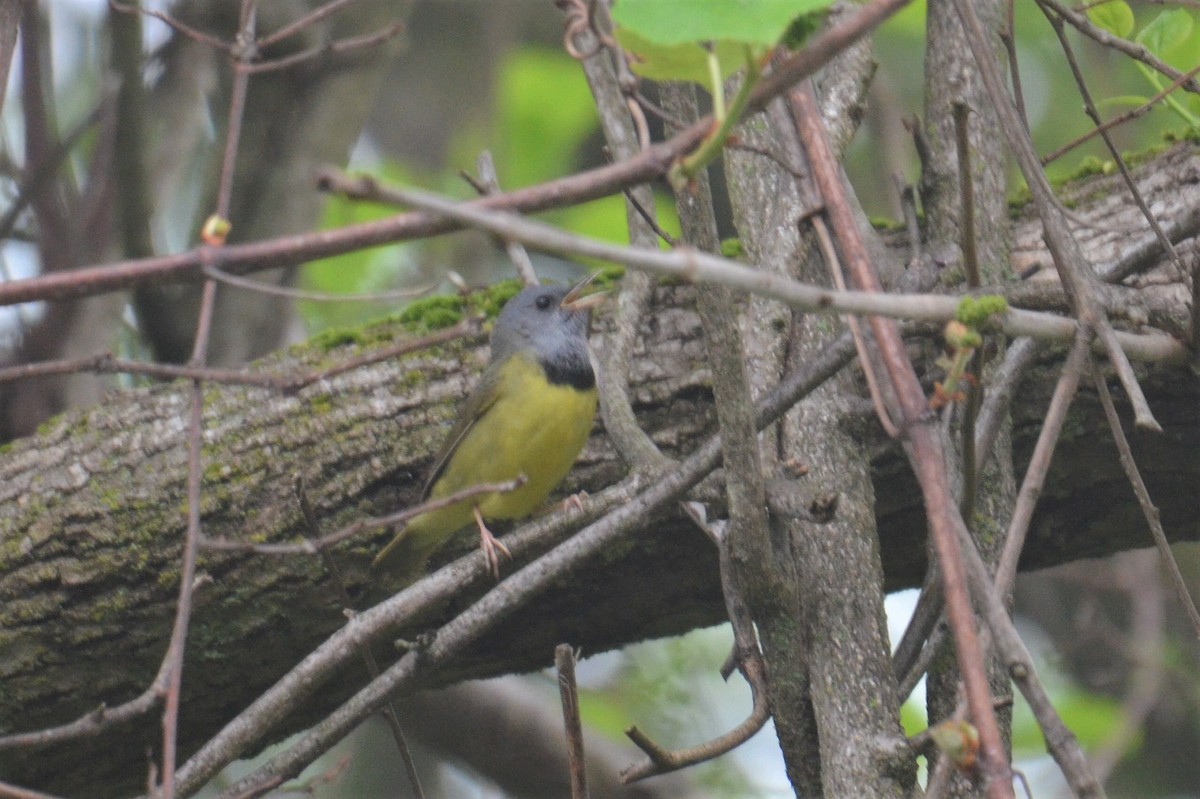 Mourning Warbler - ML451425421