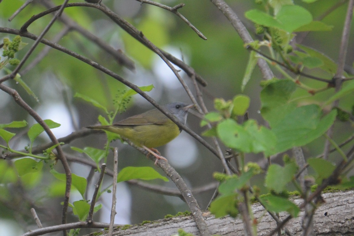 Mourning Warbler - ML451425431