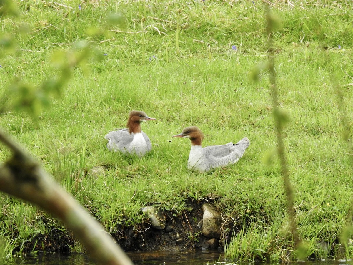 川秋沙(merganser/orientalis) - ML451426061