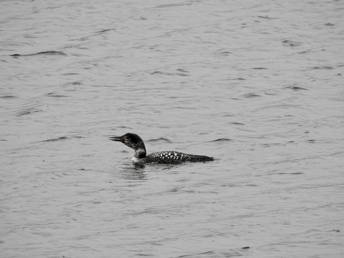 Common Loon - ML451426251