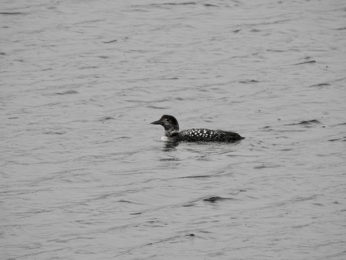 Common Loon - ML451426261