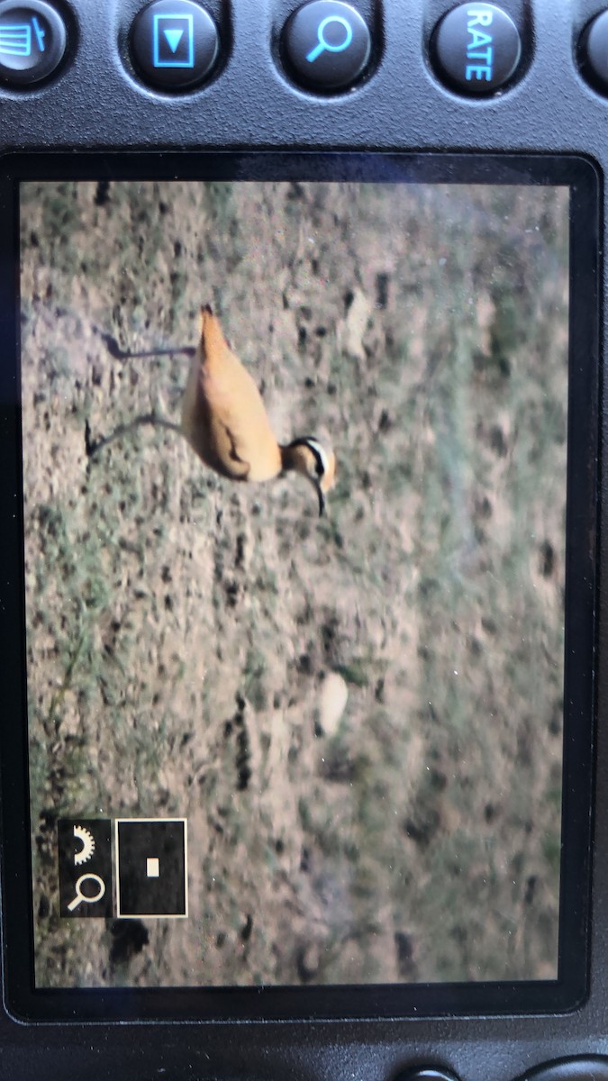 Cream-colored Courser - ML451426321